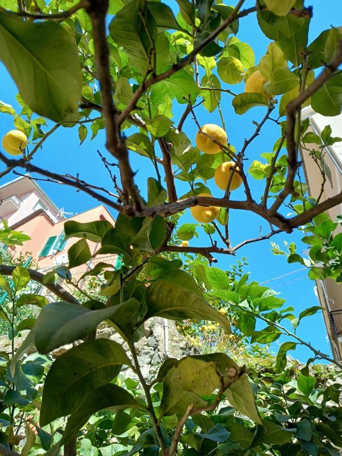 Lemons House Leilighet Monterosso al Mare Eksteriør bilde